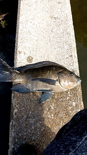 ティラピアの釣果