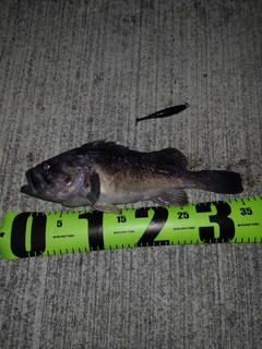 クロソイの釣果