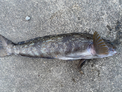 アイナメの釣果