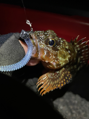 カサゴの釣果