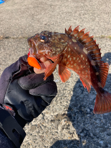 カサゴの釣果