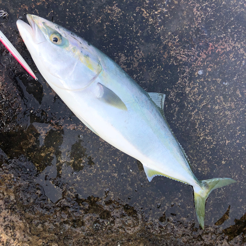 ブリの釣果