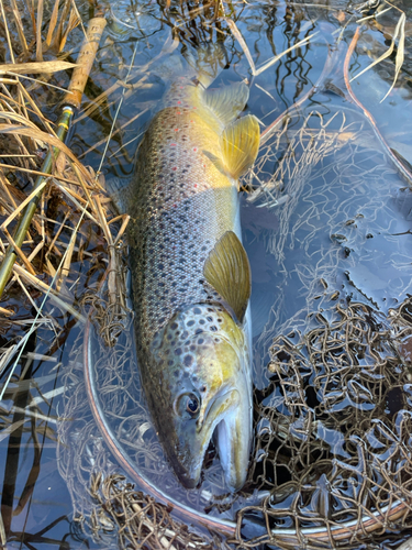 ブラウントラウトの釣果