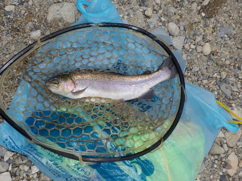 ニジマスの釣果