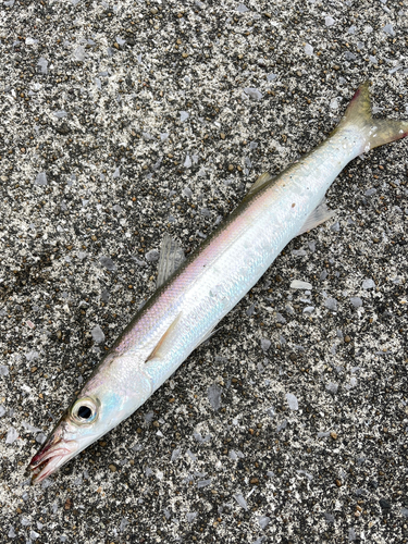 カマスの釣果