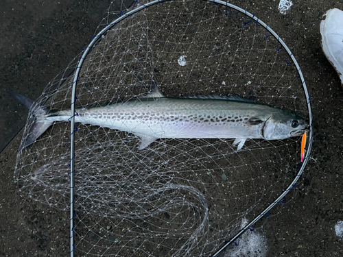 サワラの釣果