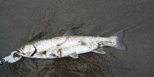 アメマスの釣果