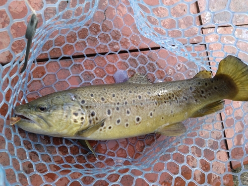 ブラウントラウトの釣果