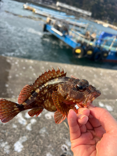 カサゴの釣果