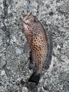 オオモンハタの釣果