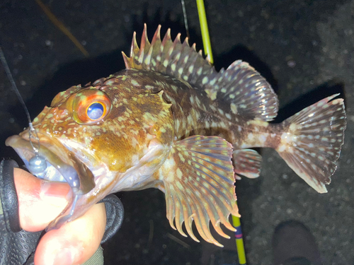 カサゴの釣果