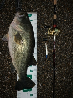 ブラックバスの釣果