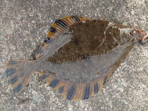 三陸海岸（青森）