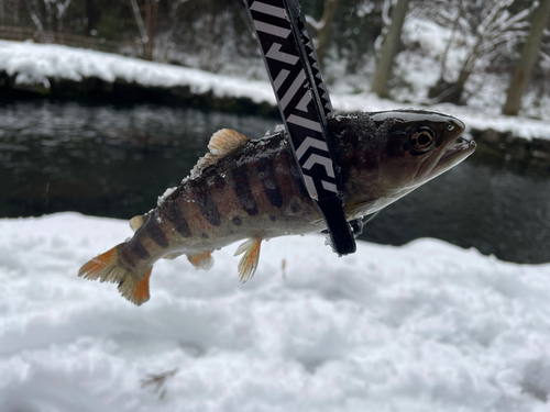 アマゴの釣果