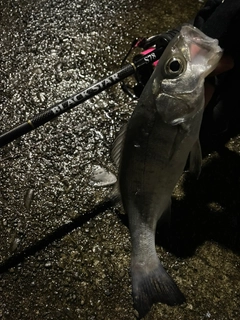 セイゴ（マルスズキ）の釣果