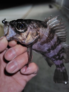 メバルの釣果