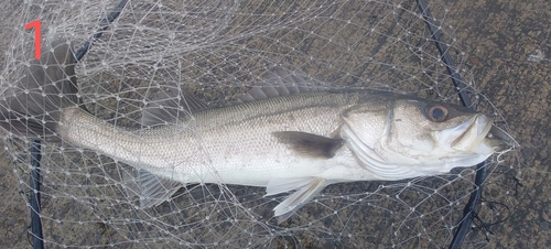 スズキの釣果