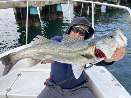 シーバスの釣果