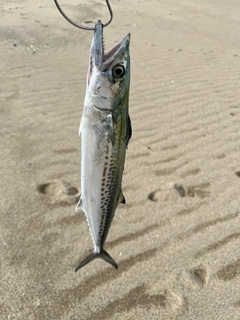 サゴシの釣果