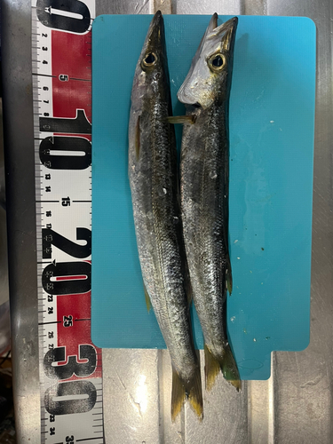 カマスの釣果