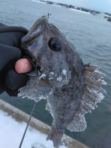 クロソイの釣果