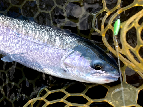 ニジマスの釣果