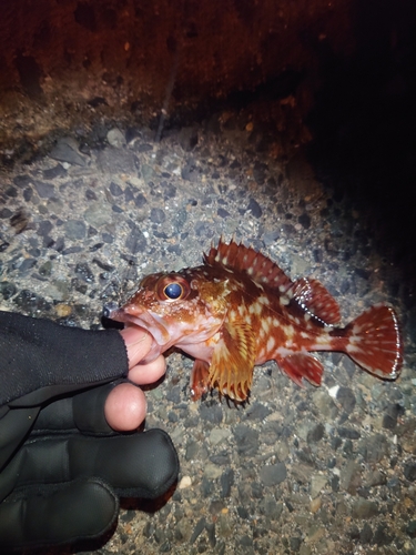 カサゴの釣果