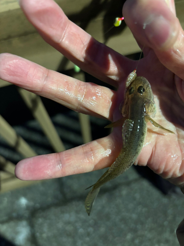 マハゼの釣果