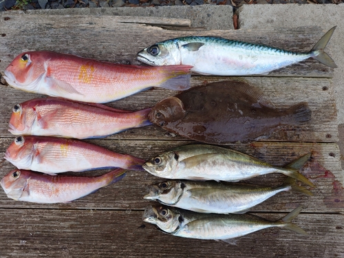 アカアマダイの釣果