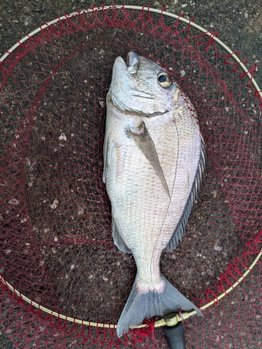 ヘダイの釣果