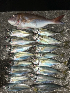 マダイの釣果