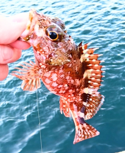 鹿児島湾南部