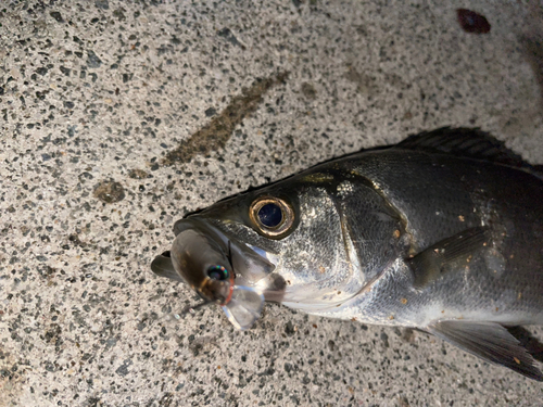 セイゴ（マルスズキ）の釣果