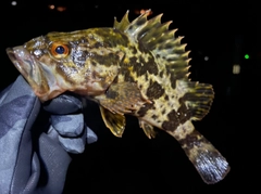 ベッコウゾイの釣果