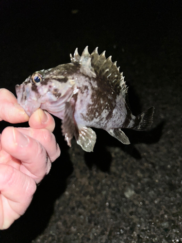 ソイの釣果