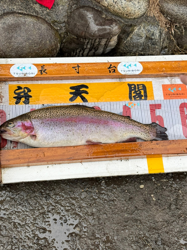 ヤシオマスの釣果