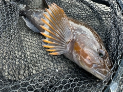 アイナメの釣果