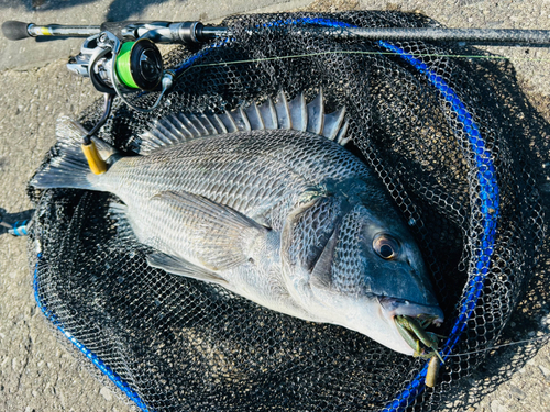 クロダイの釣果