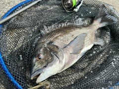 クロダイの釣果