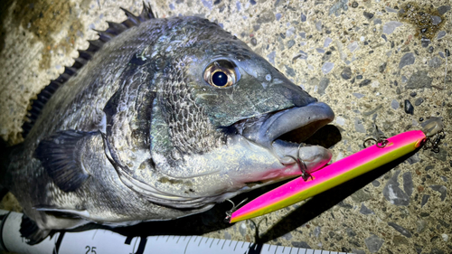 クロダイの釣果