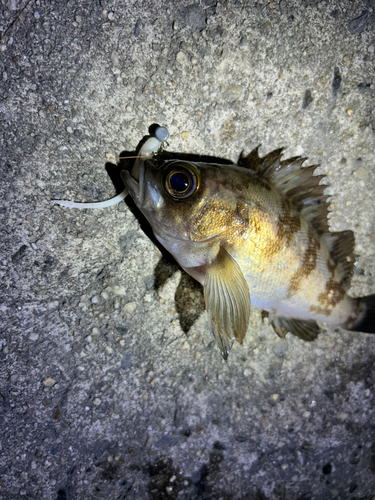 メバルの釣果