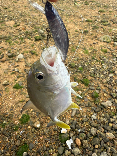 メッキの釣果