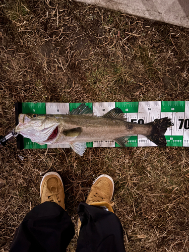 シーバスの釣果