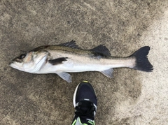 スズキの釣果