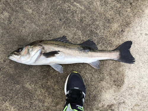 スズキの釣果