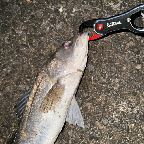 マルスズキの釣果