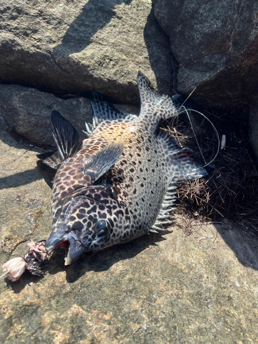 イシダイの釣果