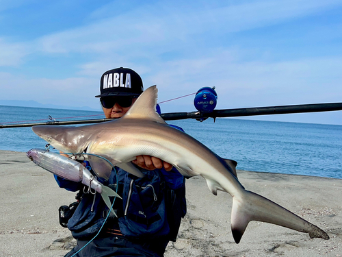 サメの釣果