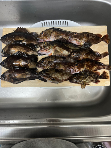 メバルの釣果