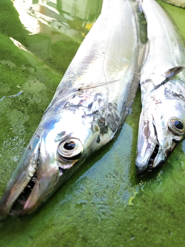 タチウオの釣果